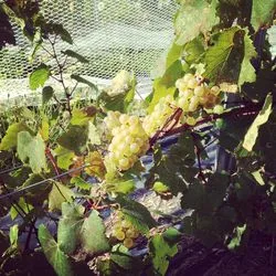 Chardonnay