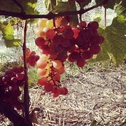 Gewurztraminer