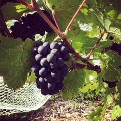 Pinot Noir