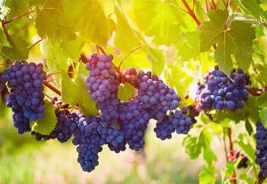 Gamay grape