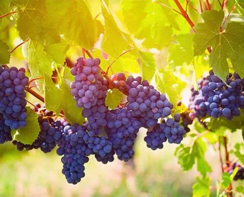 Gamay grape