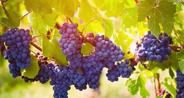 Gamay grape
