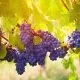 Gamay grape