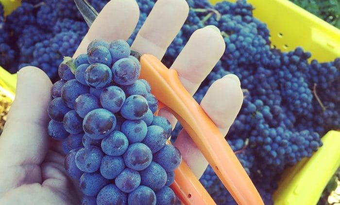 Mes premières vendanges à Prince Edward County