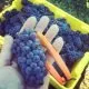 Mes premières vendanges à Prince Edward County