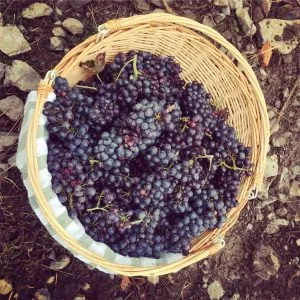 Gamay.ca