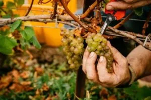 Vendanges chez Trail Estate