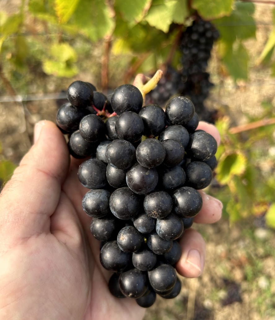 Grappe de raisins Gamay Noir